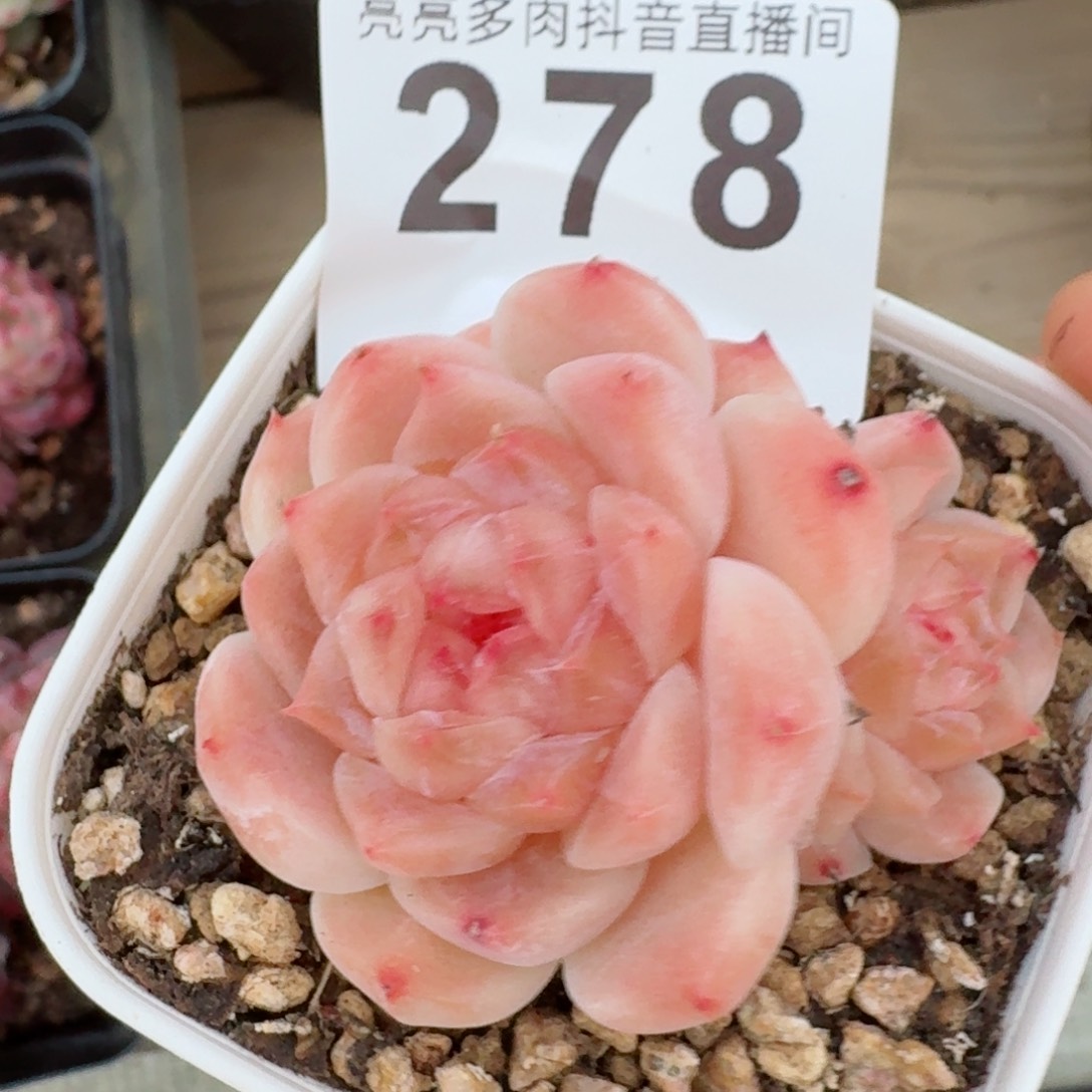 冰魄         精品多肉