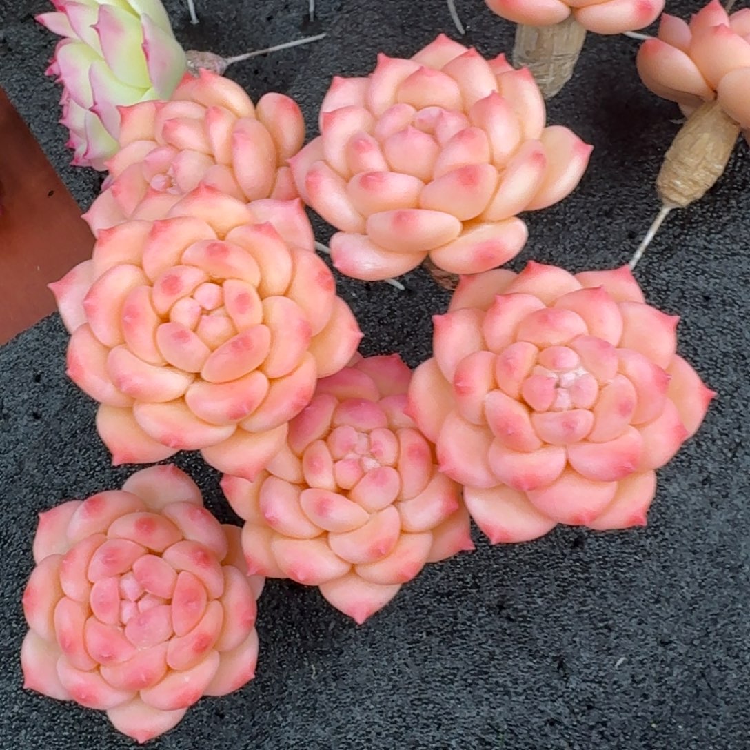 树脂制品27号噢噢噢噢