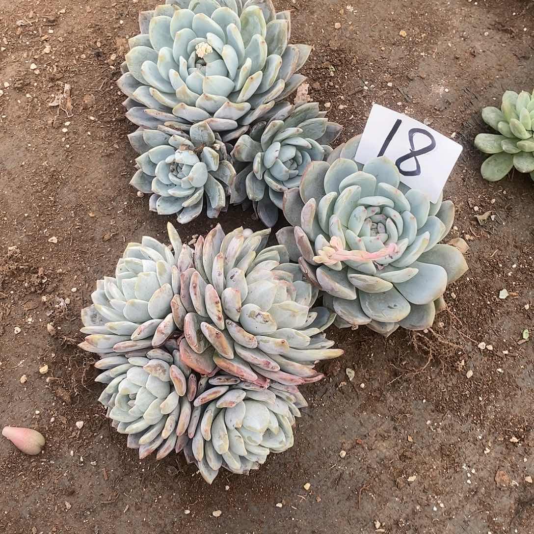 橙梦露多肉18满20包邮