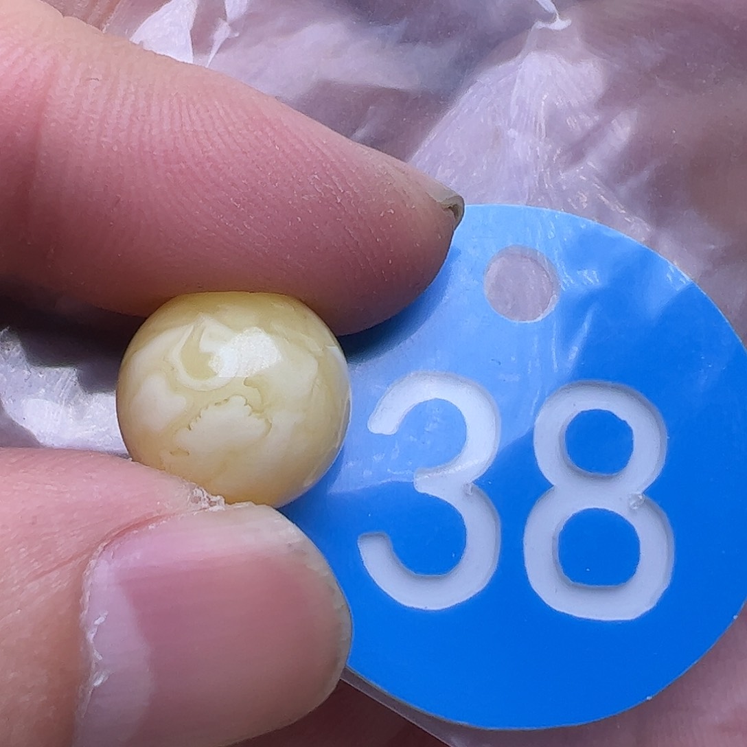 蜜蜡未镶嵌珠宝奇石139mm微花粉