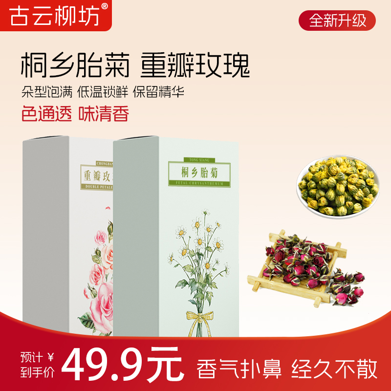 桐乡胎菊 重瓣玫瑰