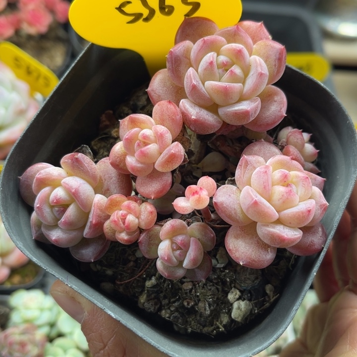 珍妮老桩群可拍5363