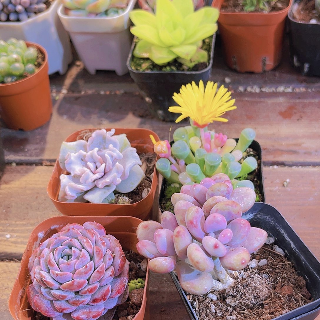 白饺子皮➕五十锦➕恩宠➕桃蛋