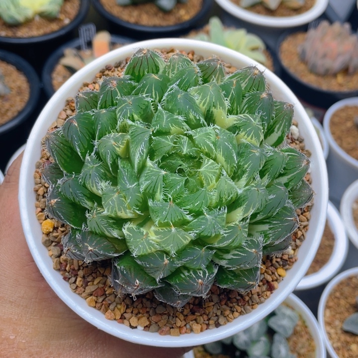 实生毛玉露锦母本十二卷