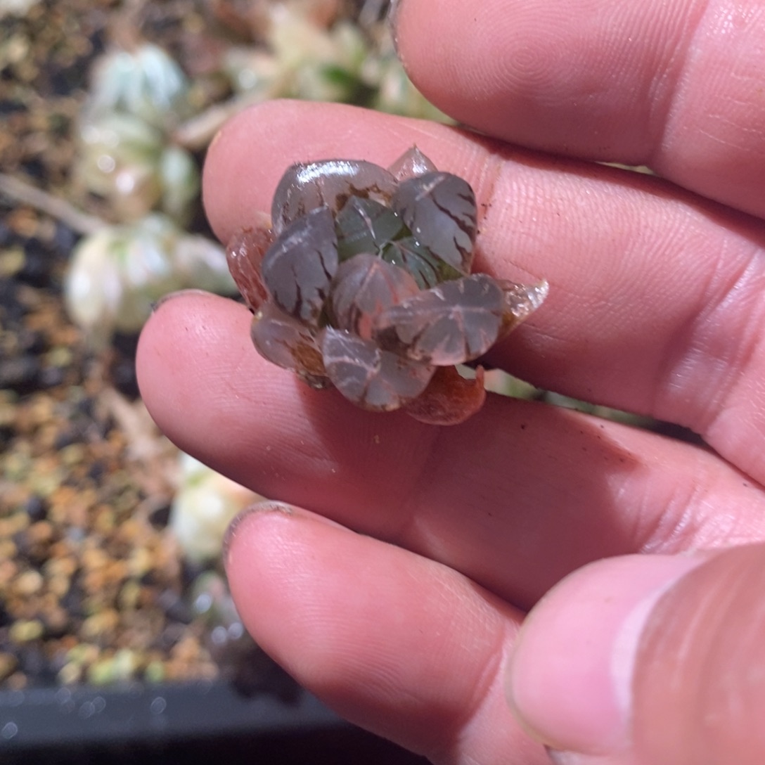 皮***y2850 一颗福利。  