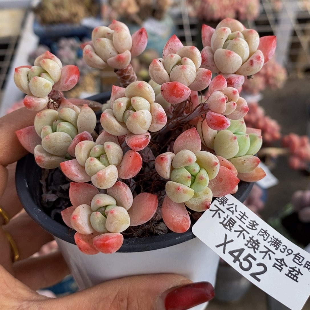 小粉莓452/8cm多肉