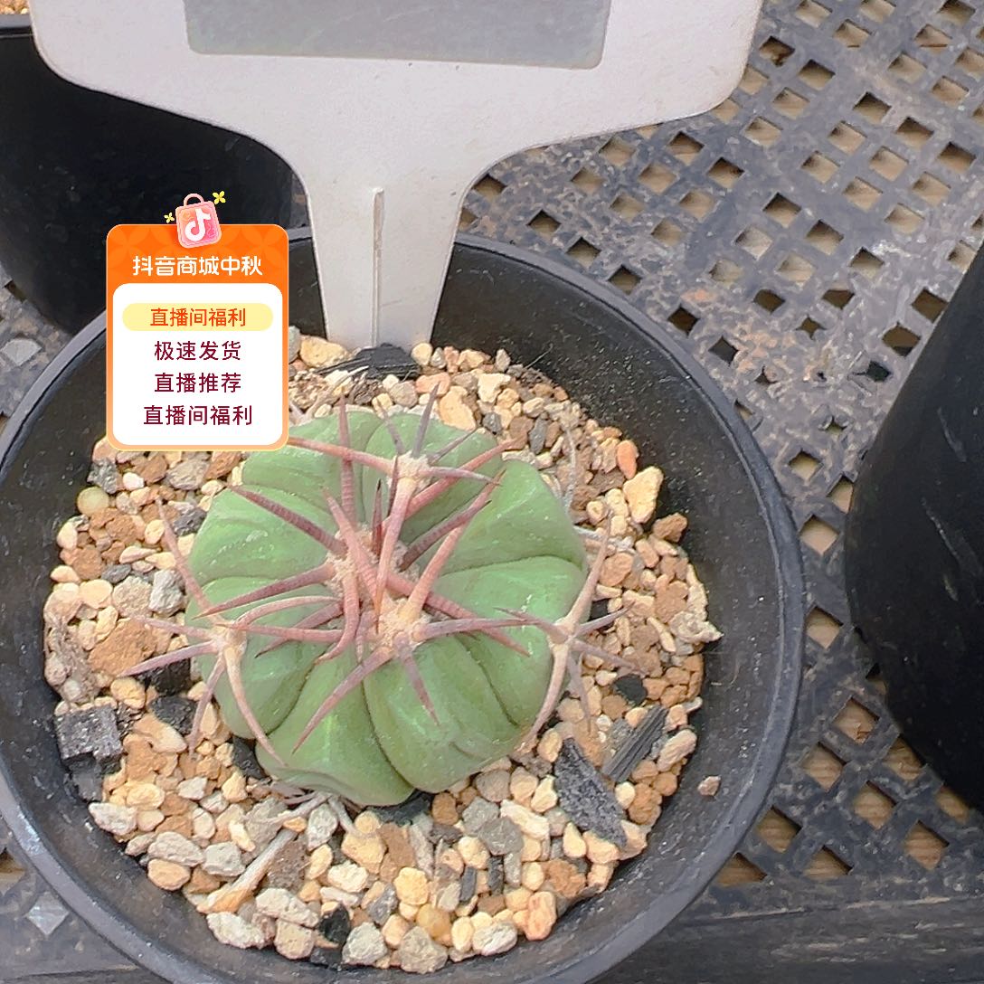 7423平丸实生裸根发货