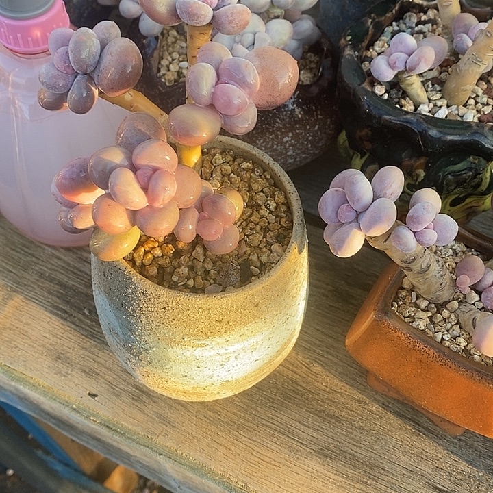 胭脂精品多肉12044