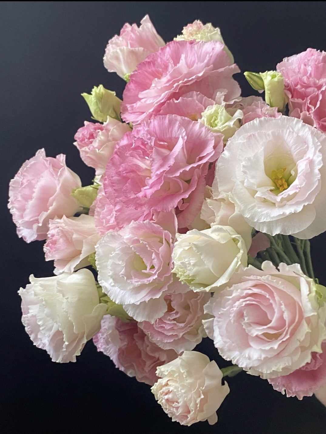 【花沫儿 阳光粉洋桔梗链接】云南产地直发 | 新鲜采摘