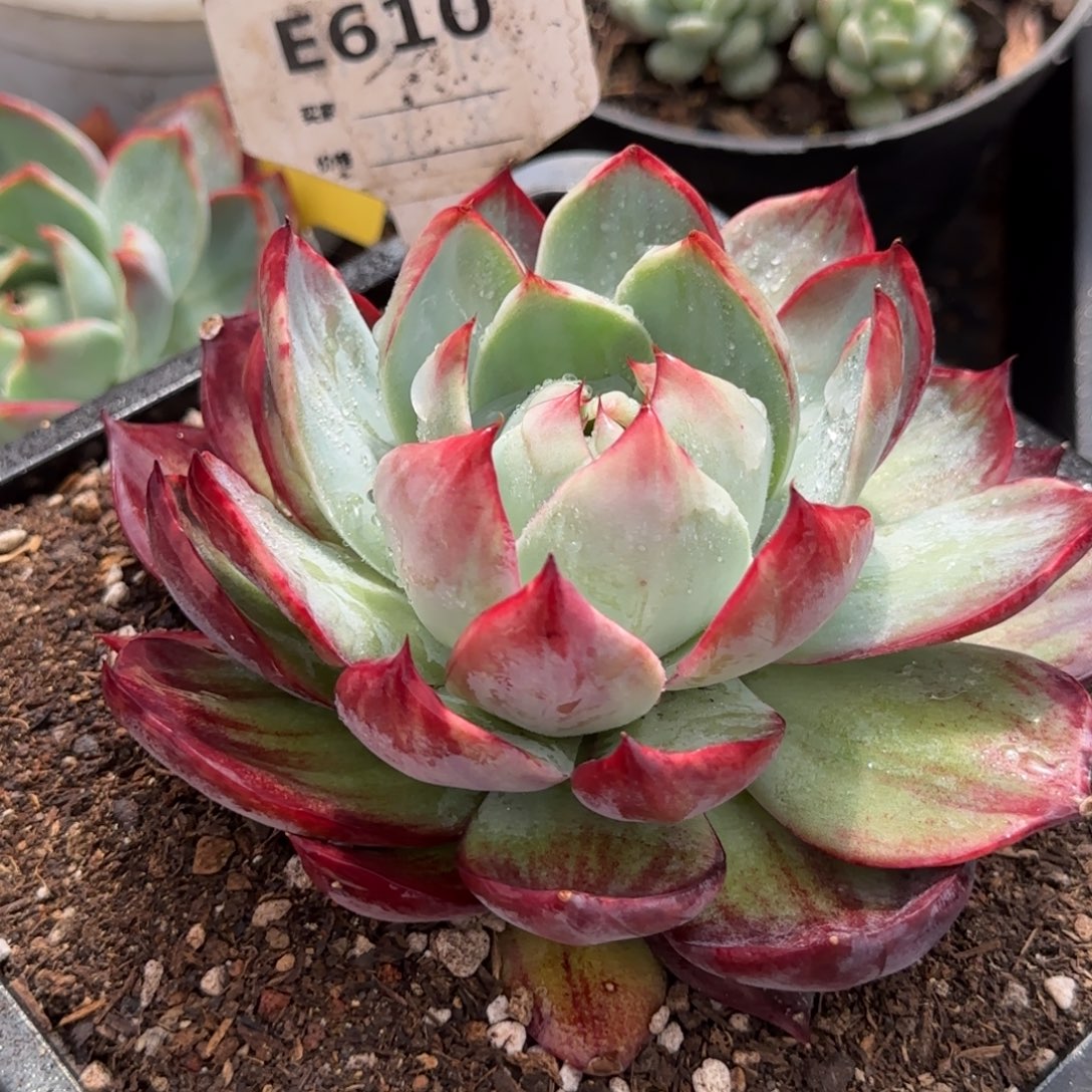 惊鸿一物一拍包装收缩花610