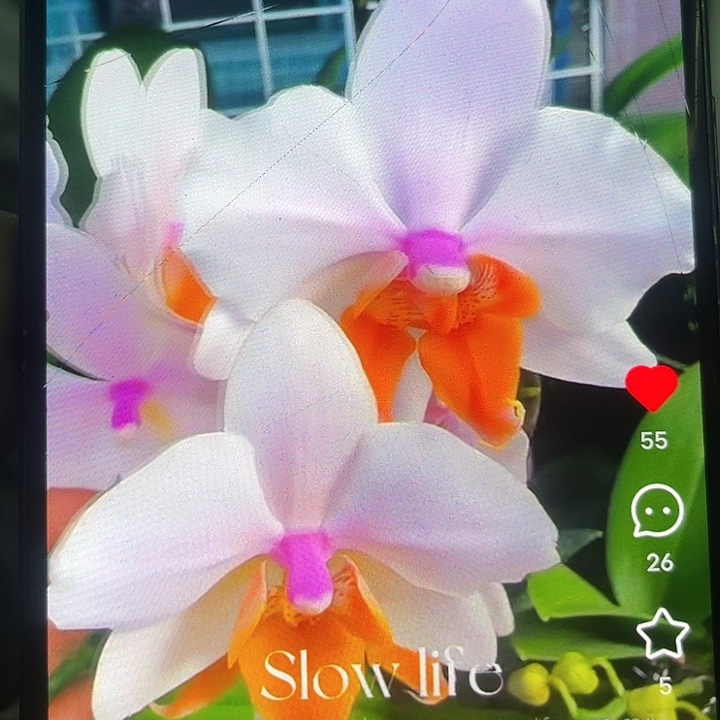 当前无花栽培后可以开花豆蔻