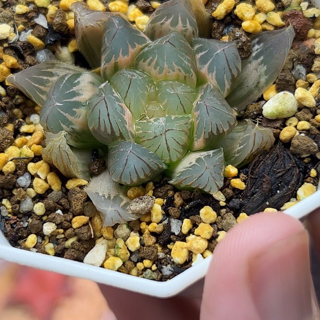 糊斑霓虹灯锦十二卷多肉植物