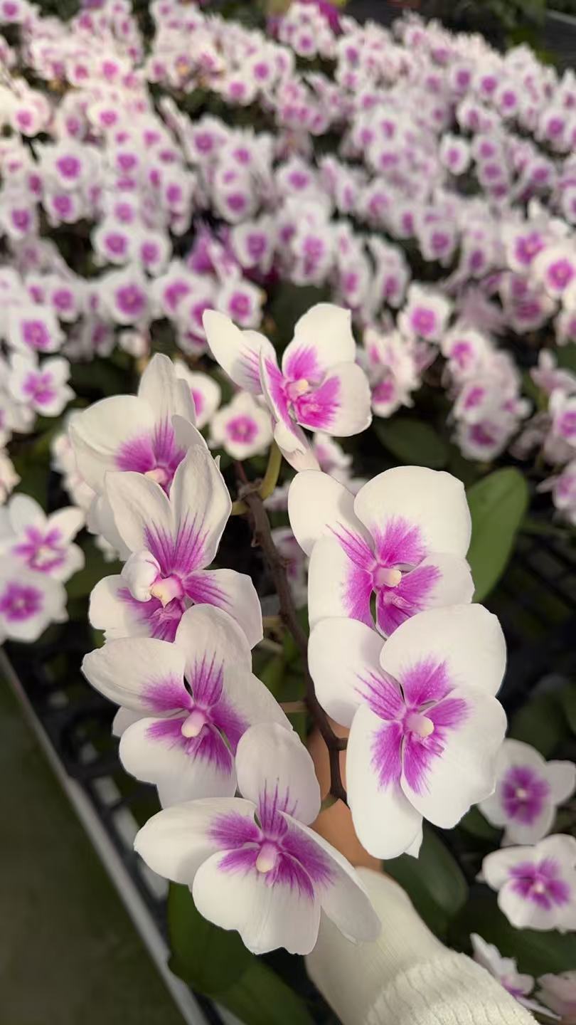 【凤凰鸟】蝴蝶兰带花剑凤尾鸟品种冬季开花室内客厅阳台好养花卉