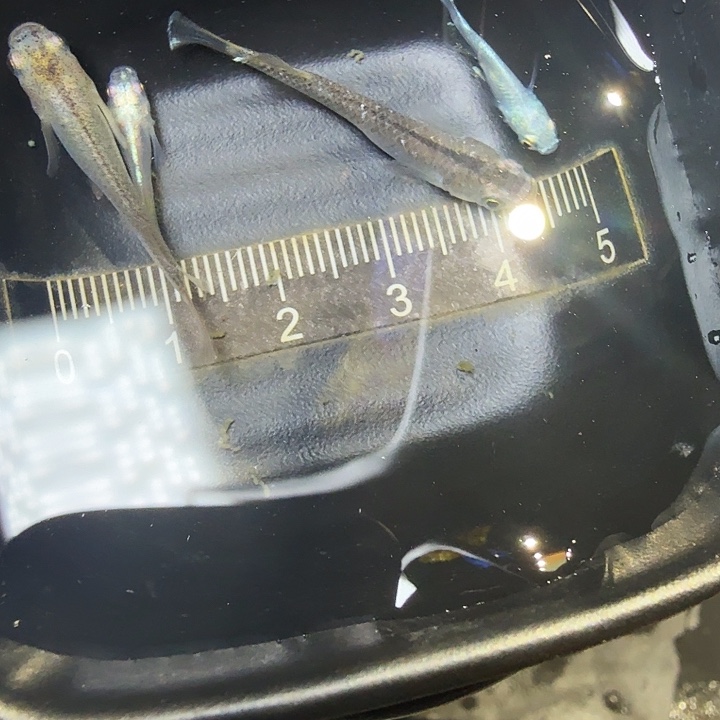 青鳉鱼22号拍品混搭