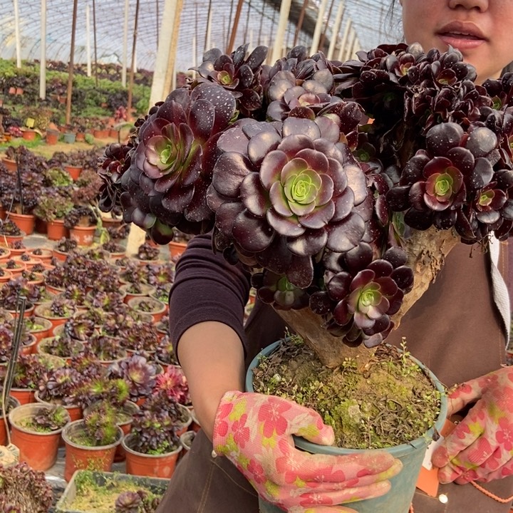 195欧紫缀化朵朵老桩