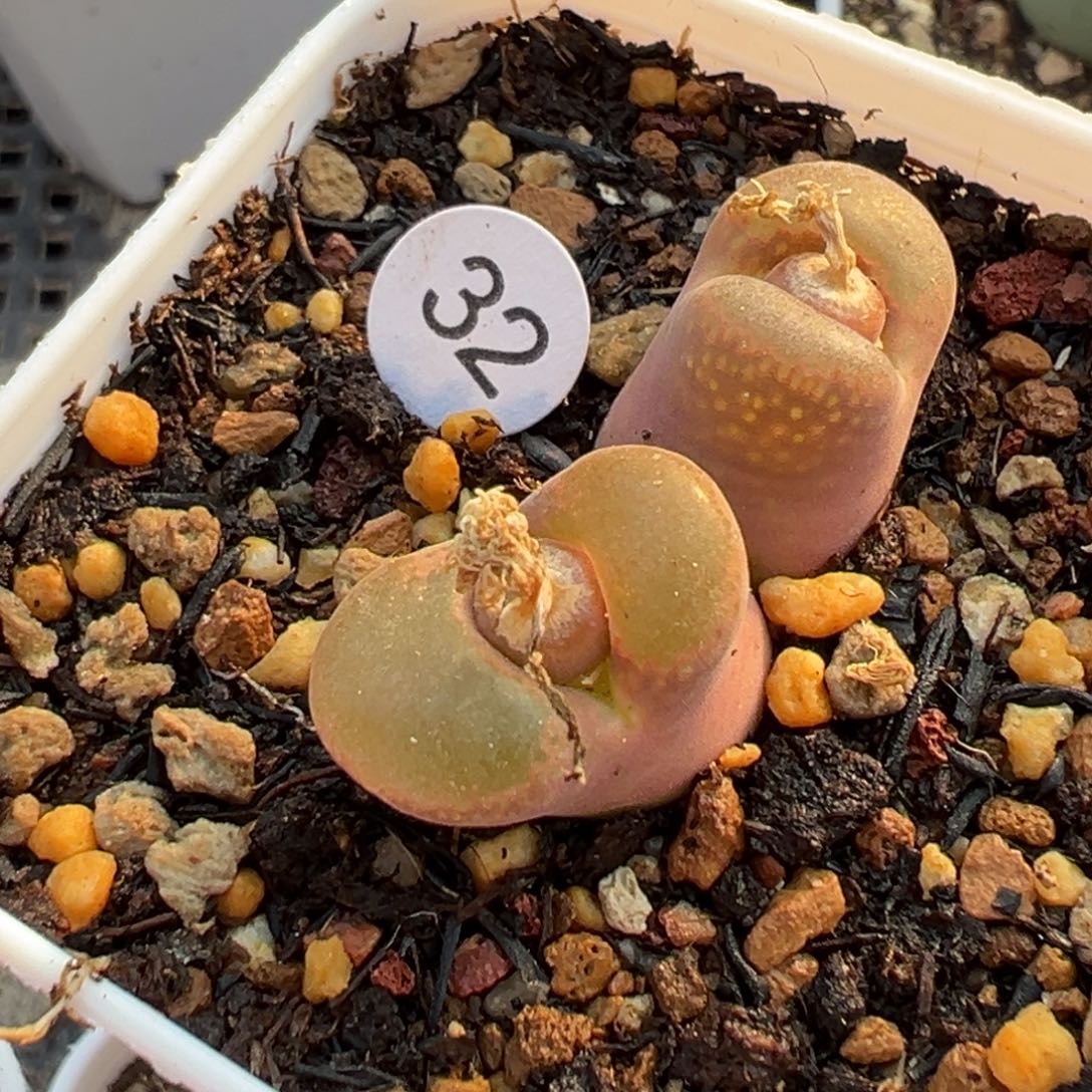 多肉植物1111111111111