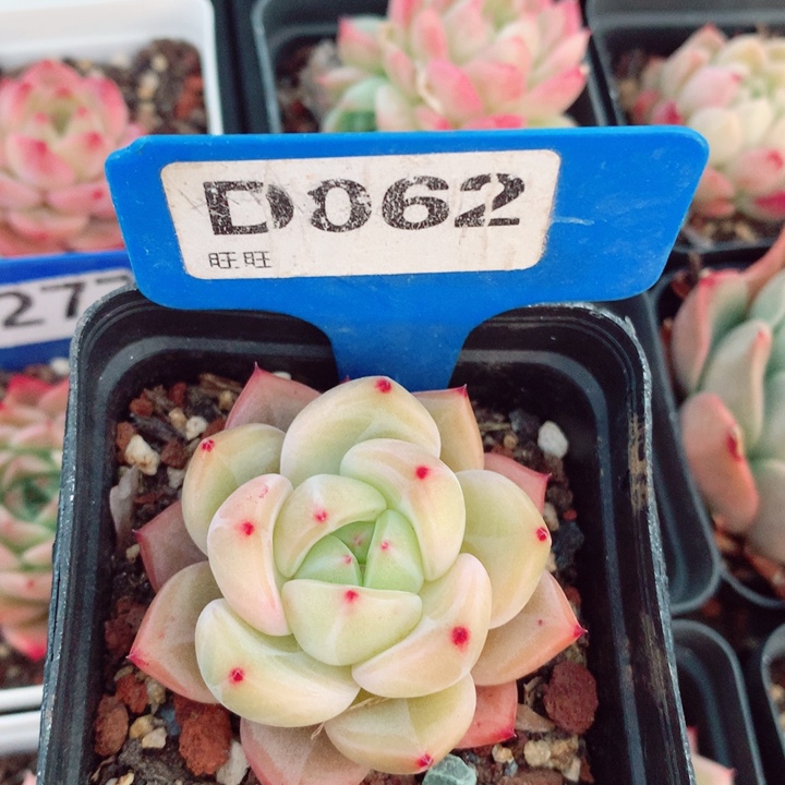 福利多肉植物5.5cm