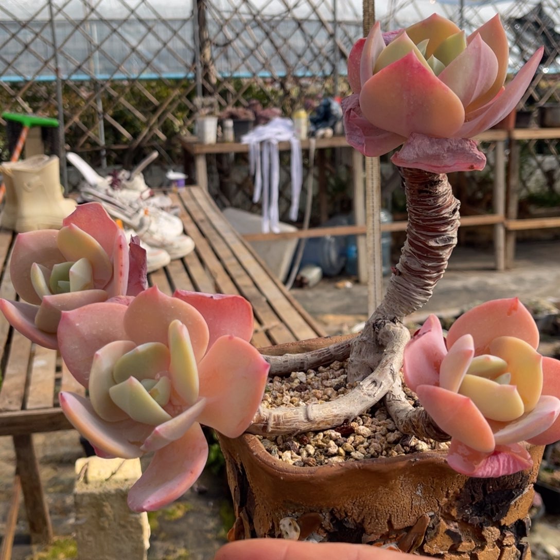 永***福68686868686868686886