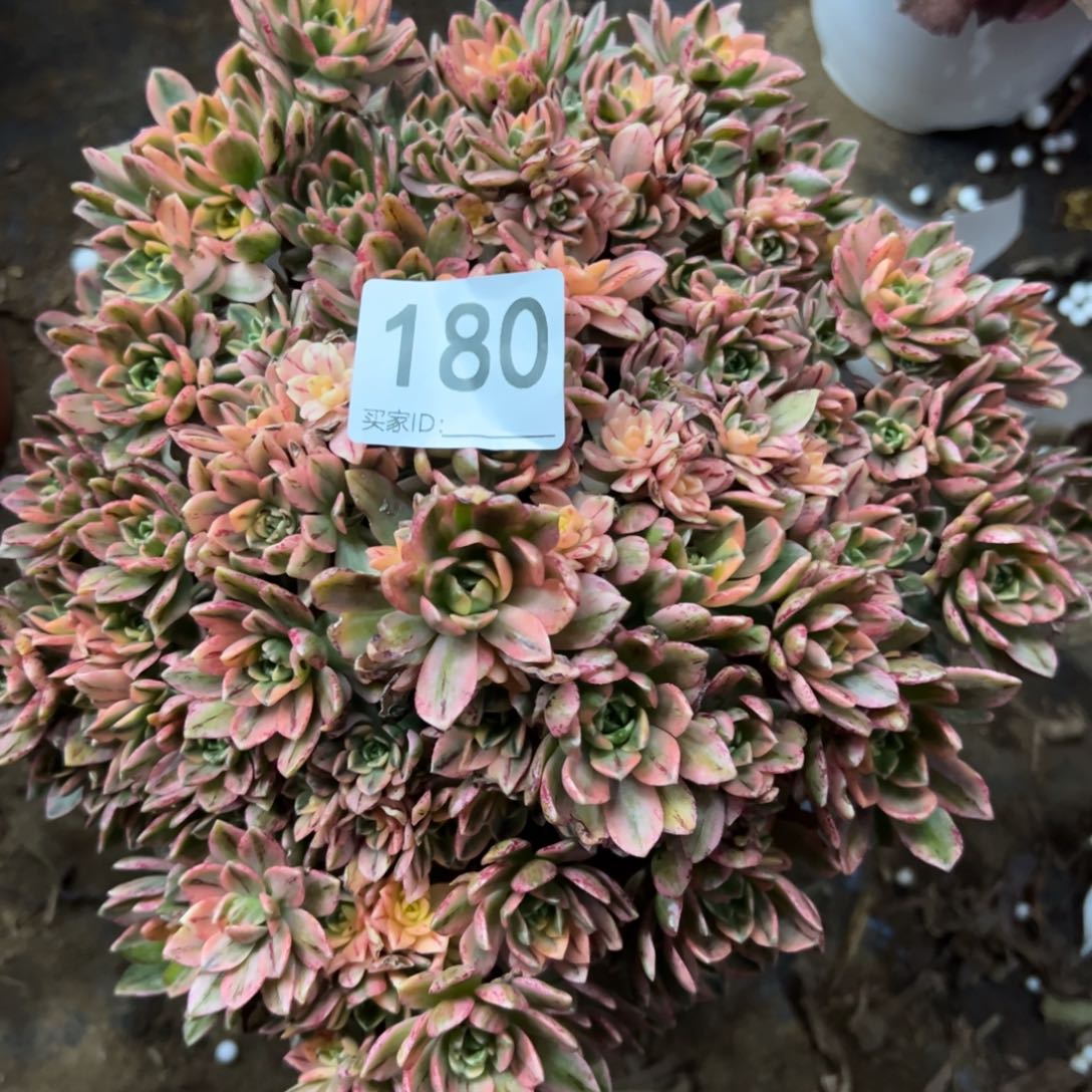 180甜茶多肉植物