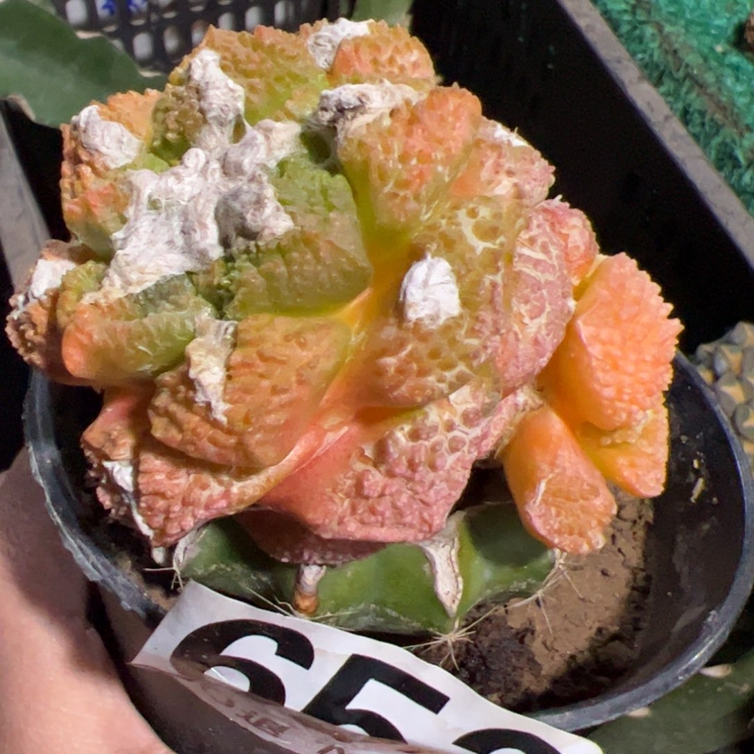 双头龟甲牡丹锦652仙人球