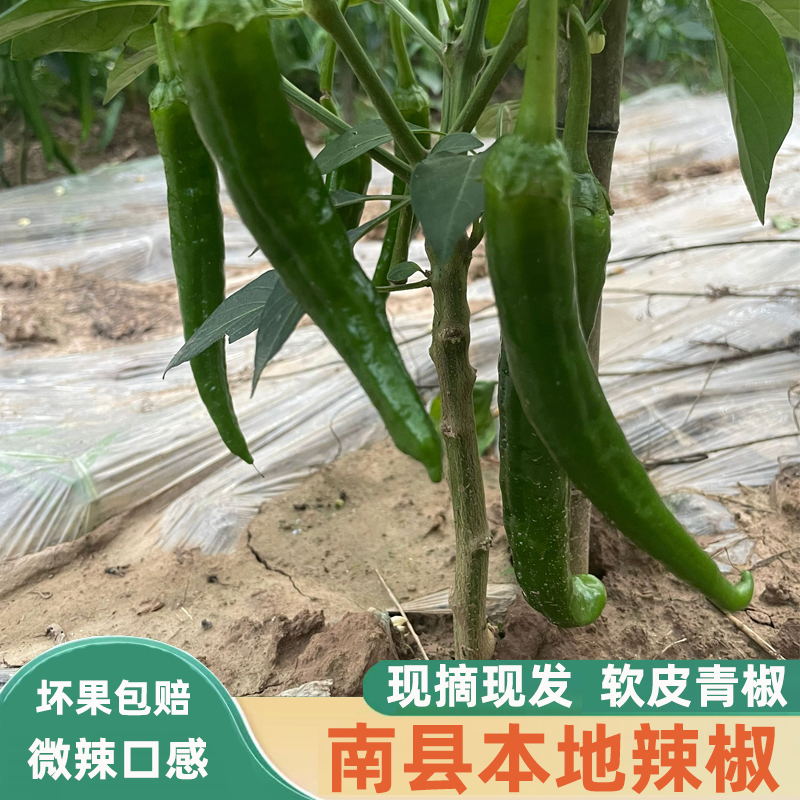 湖南南县本地软皮辣椒青椒薄皮辣椒