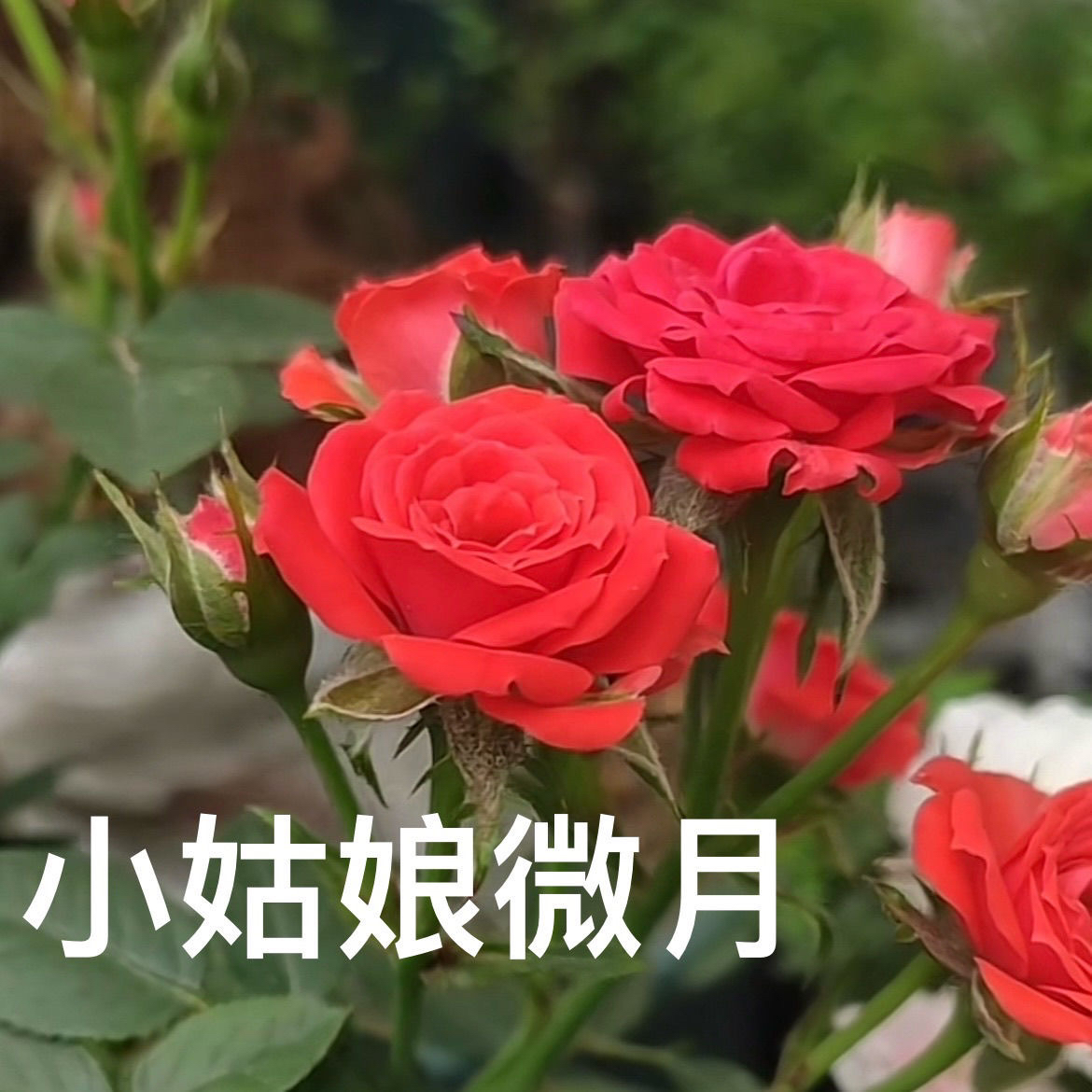 微月超微越南小姑娘包对版扦插迷你小苗盆口8公分多头花期长好养