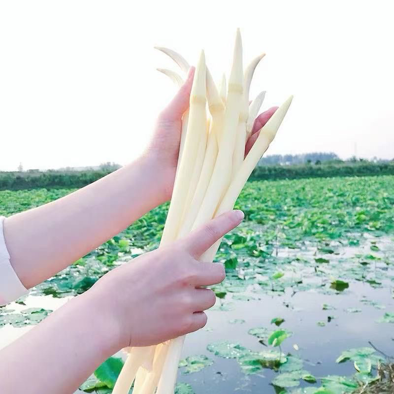 余干本地现抽藕带 加冰发货