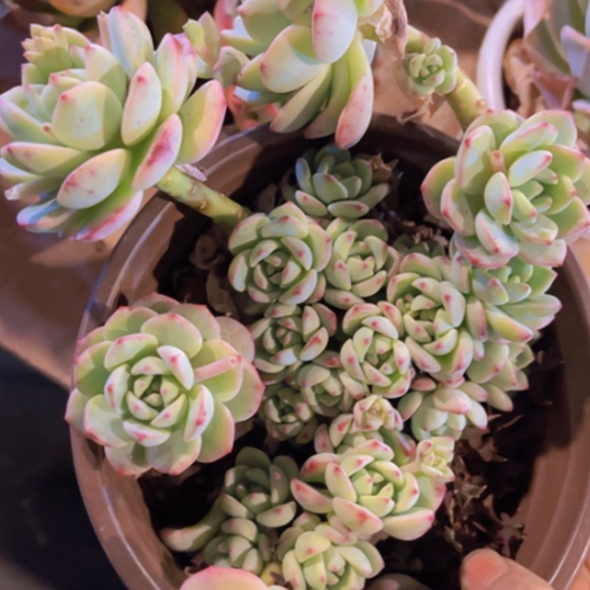 【闪购商品】香草06292