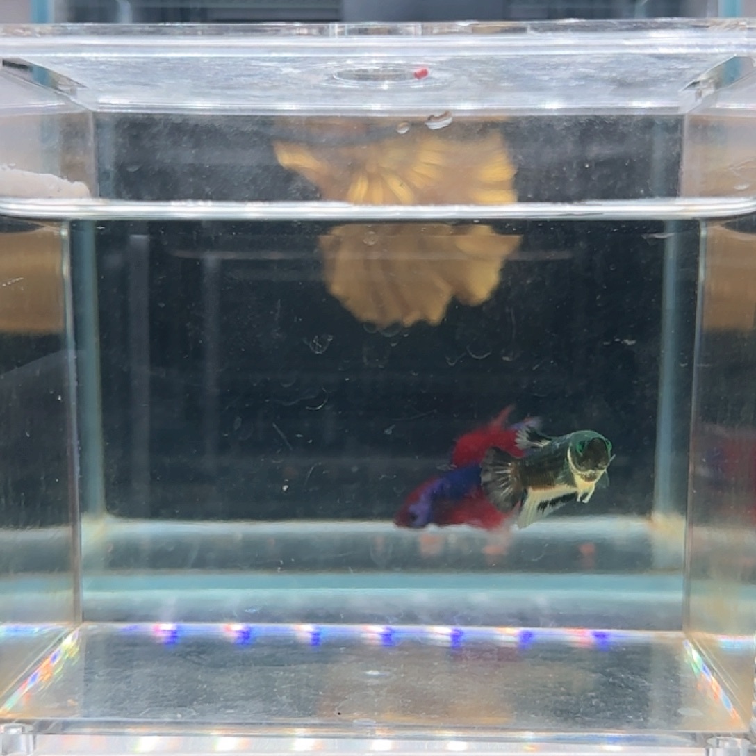 斗鱼活体观赏鱼好养耐活