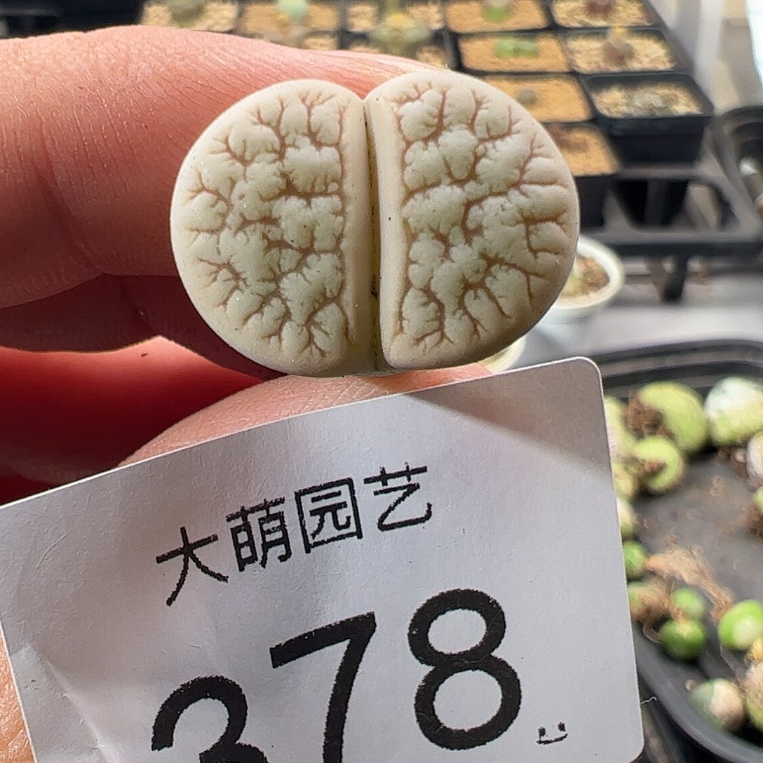 一物一拍。     378
