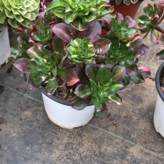 ****～无花朵魅影七彩法师多肉植物502号