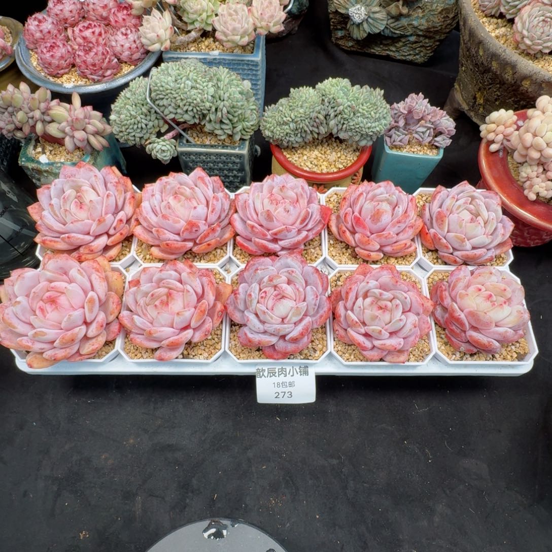 多肉植物  273  仙女橙