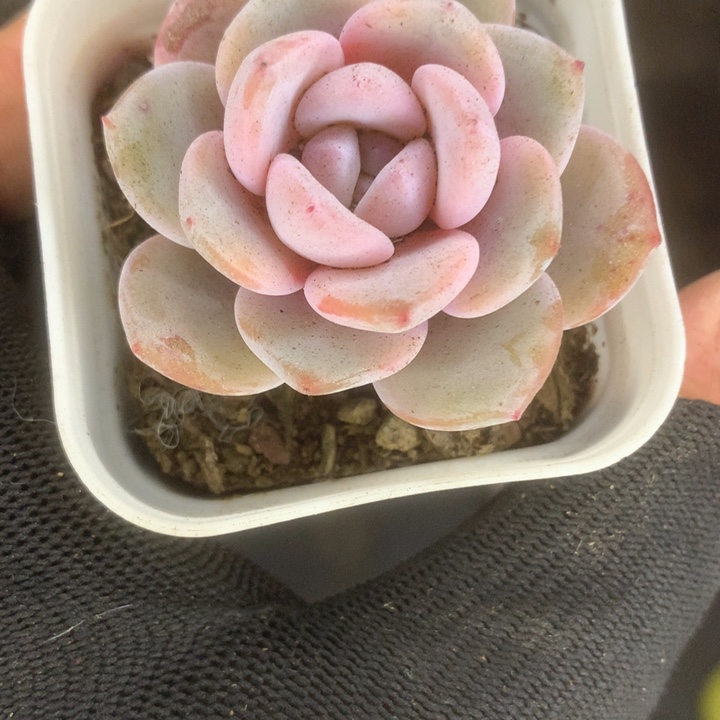 韩版 奶茶（满9.99包邮不满9.99发叶子）