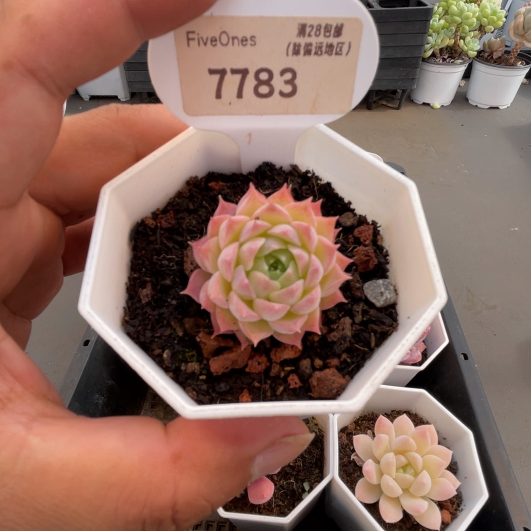 7783朱砂痣3.5厘米