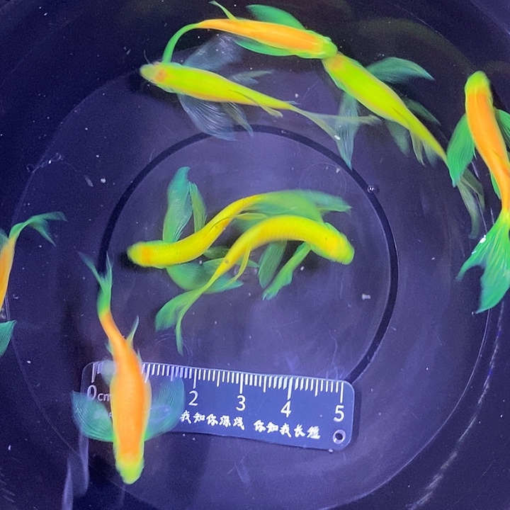斑马鱼蝶翼斑马4厘米8条