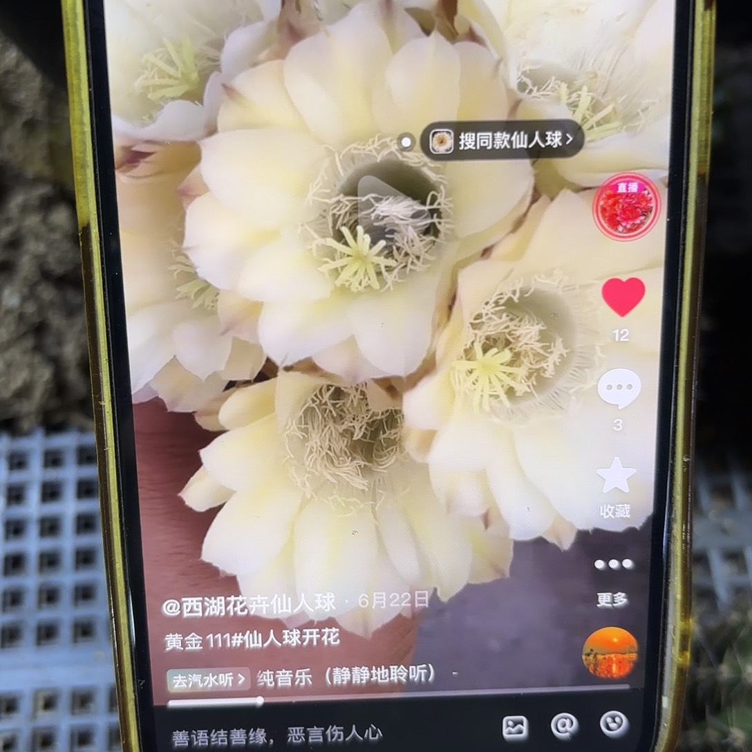 黄金111彩侧牙20包邮仙人球24