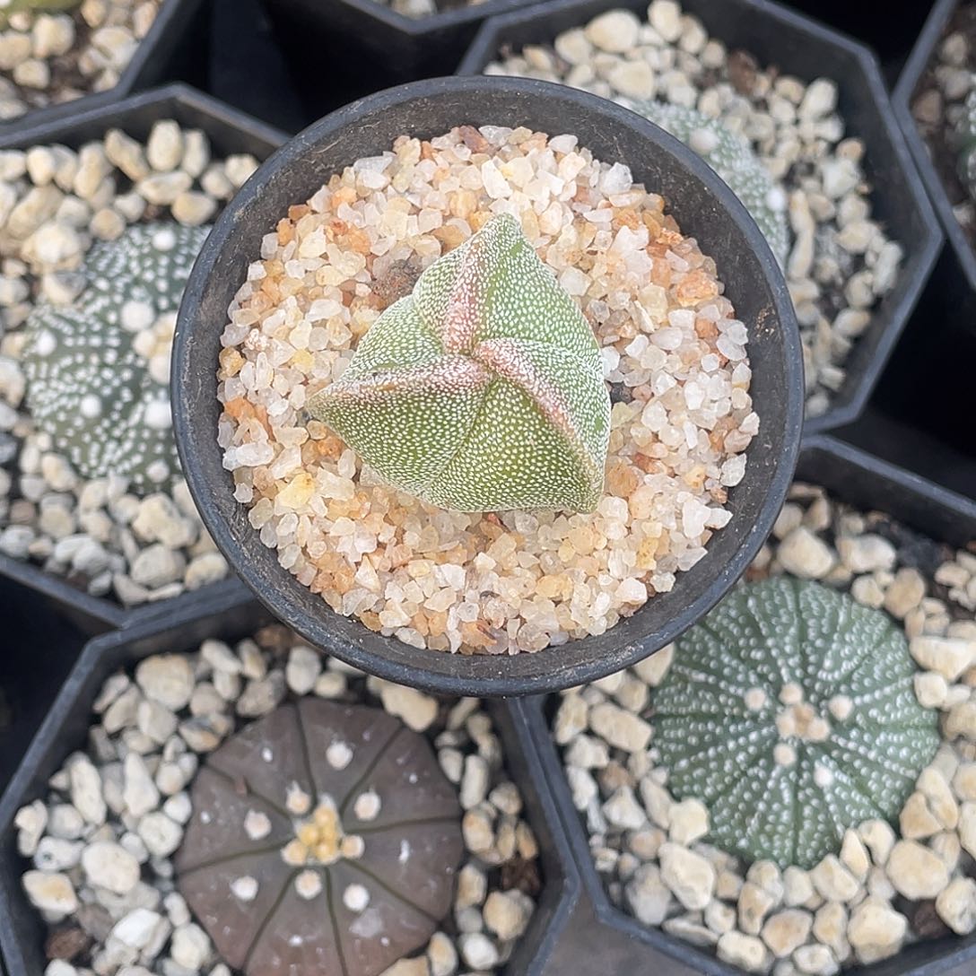 风***清仙人球实生银纱红叶鸾凤玉