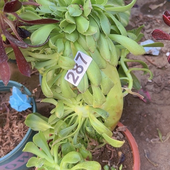 卓***8多肉植物一个