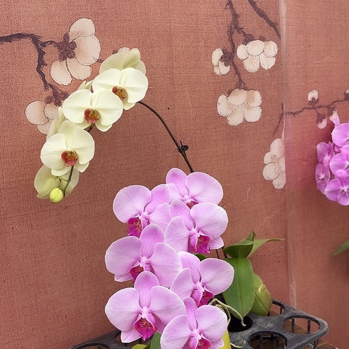 两***花完全开放0681蝴蝶兰一物一拍