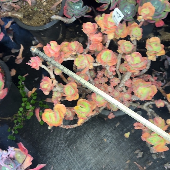 多肉植物一物一拍火焰玫瑰564