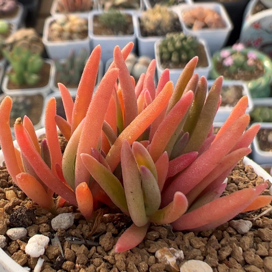 114多肉植物百科植物