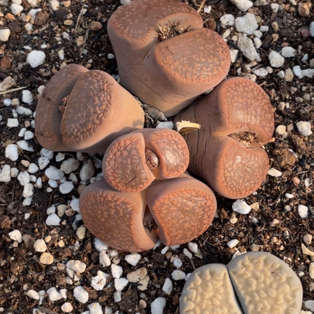 满20包邮非偏远326