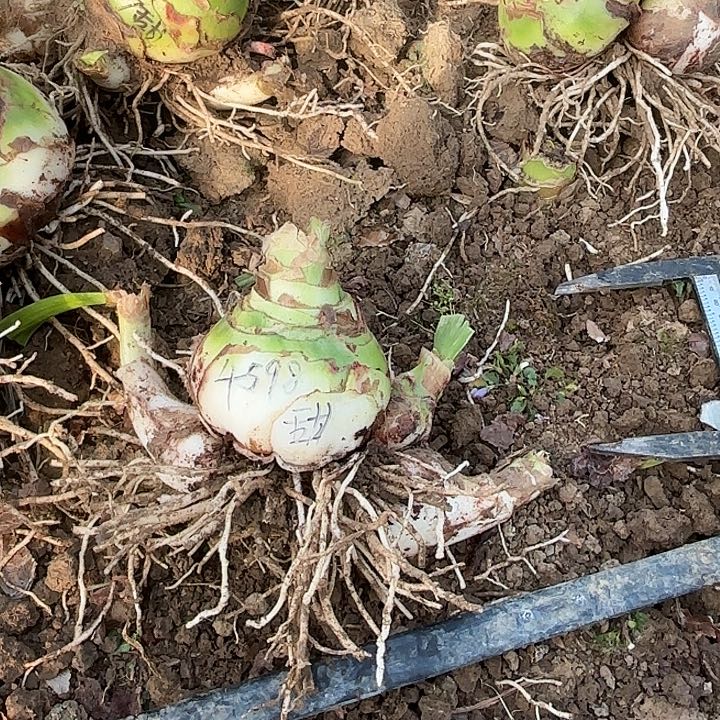 奶***芙甜蜜9+带侧4598