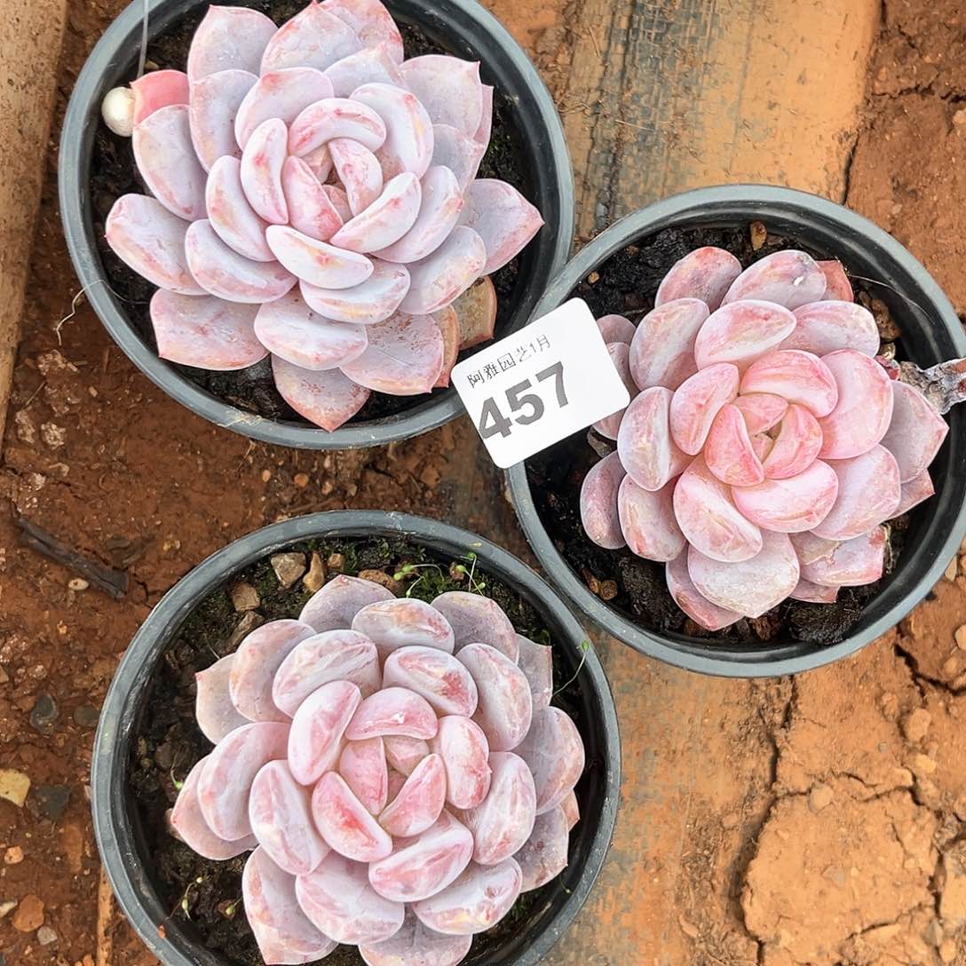 阿雅园艺。         脱土发货457