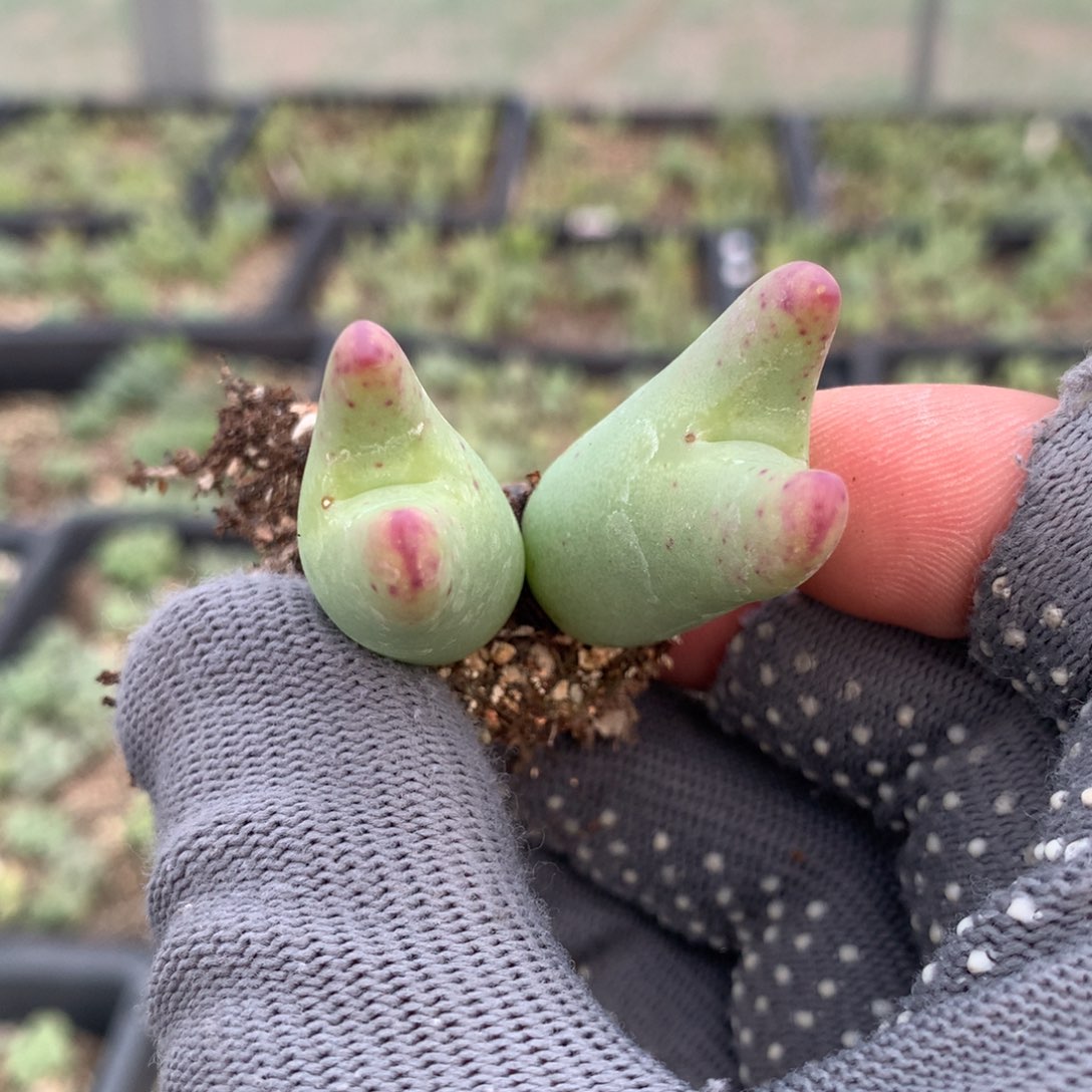 616少将母本一颗