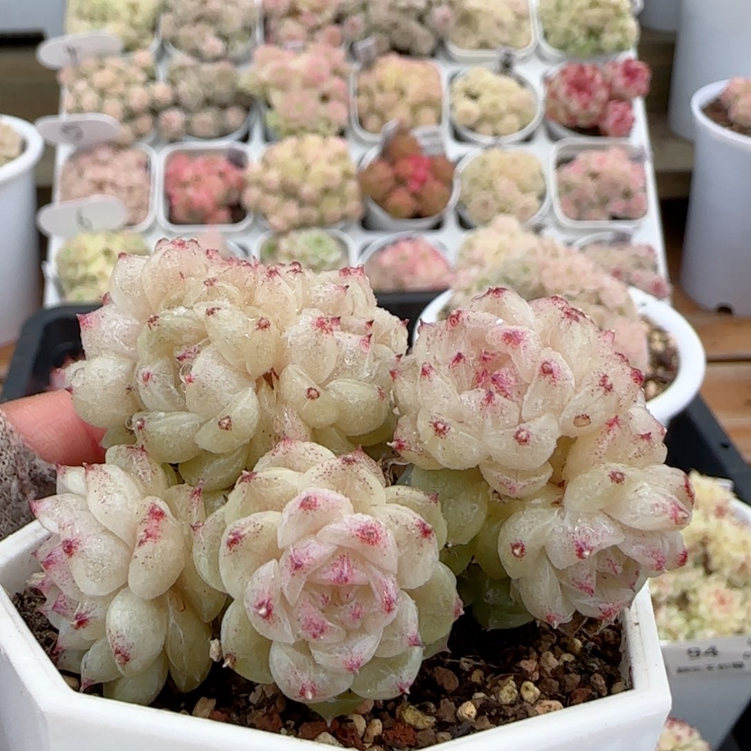 【闪购商品】0127-101珠光麦杆