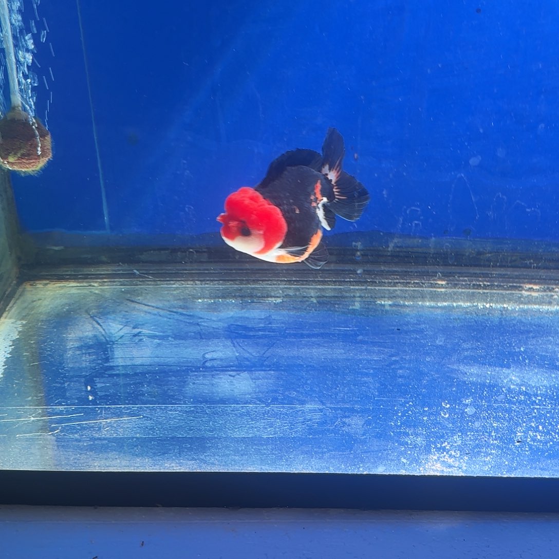 海水鱼淡水金鱼1111