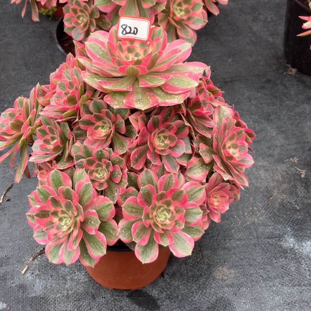 粉女郎老桩手捧820