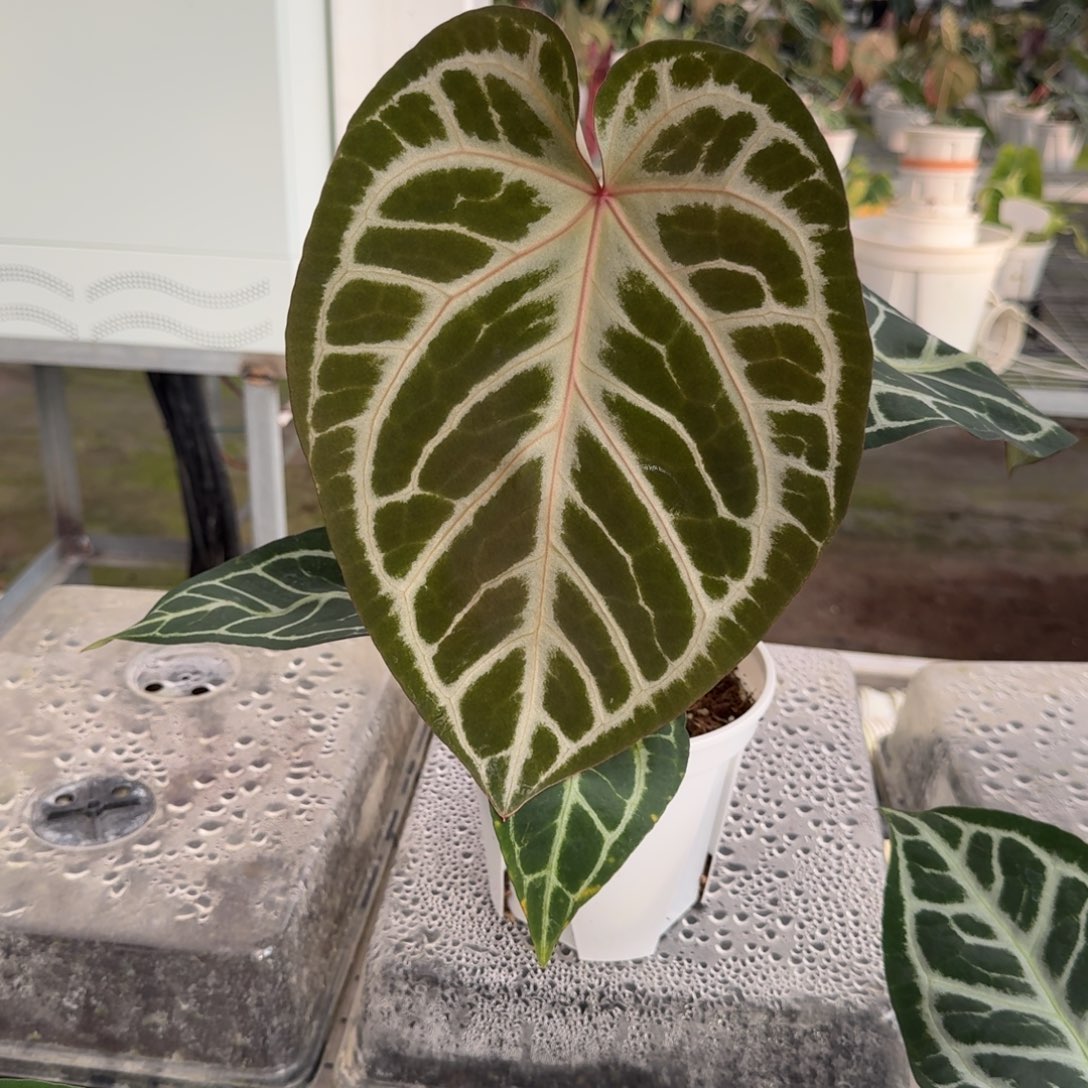 不开花植物女团  