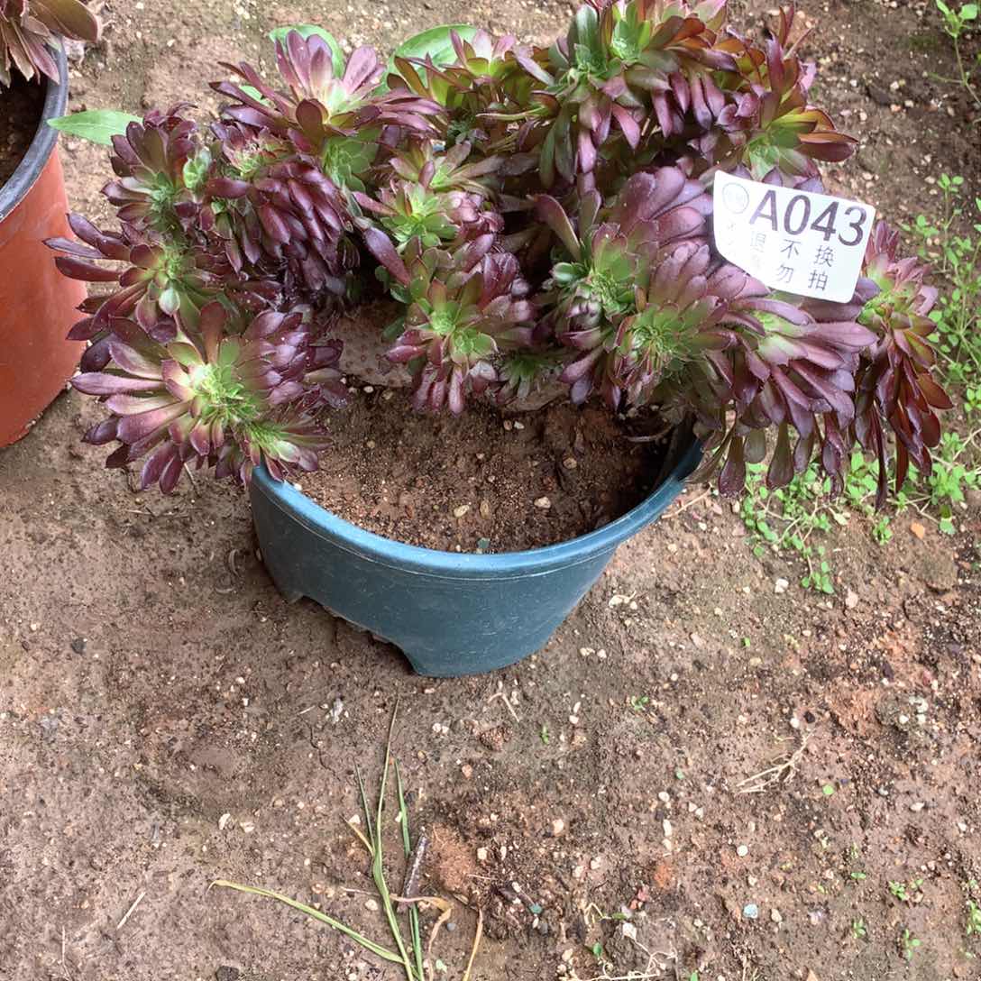 多肉植物缀043多肉